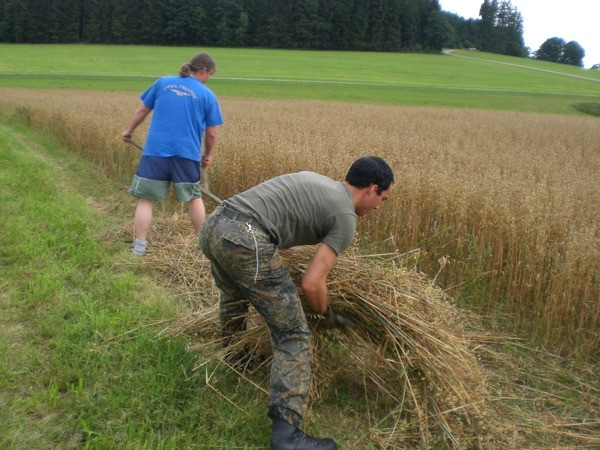 2010 strohschneiden 20110329