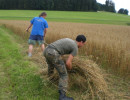 2010 strohschneiden 20110329